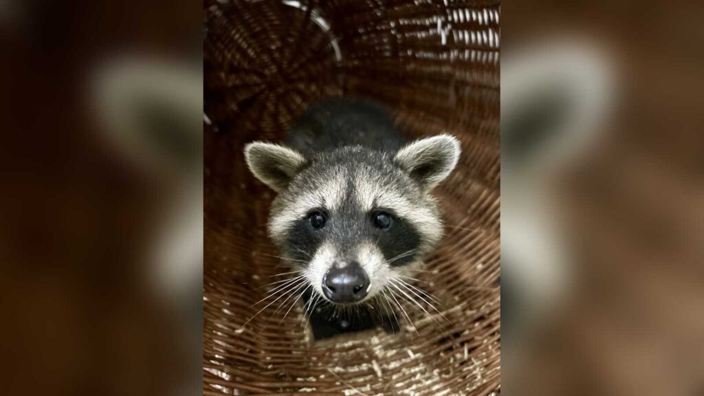 Ein Waschbär im Tierpark Nordhorn