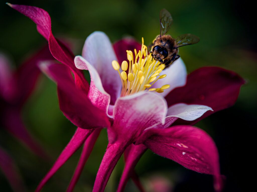 Eine Wildbiene sitzt auf einer rosa Blüte, Symbolbild zur Spielplatzsperrung in Emsdetten