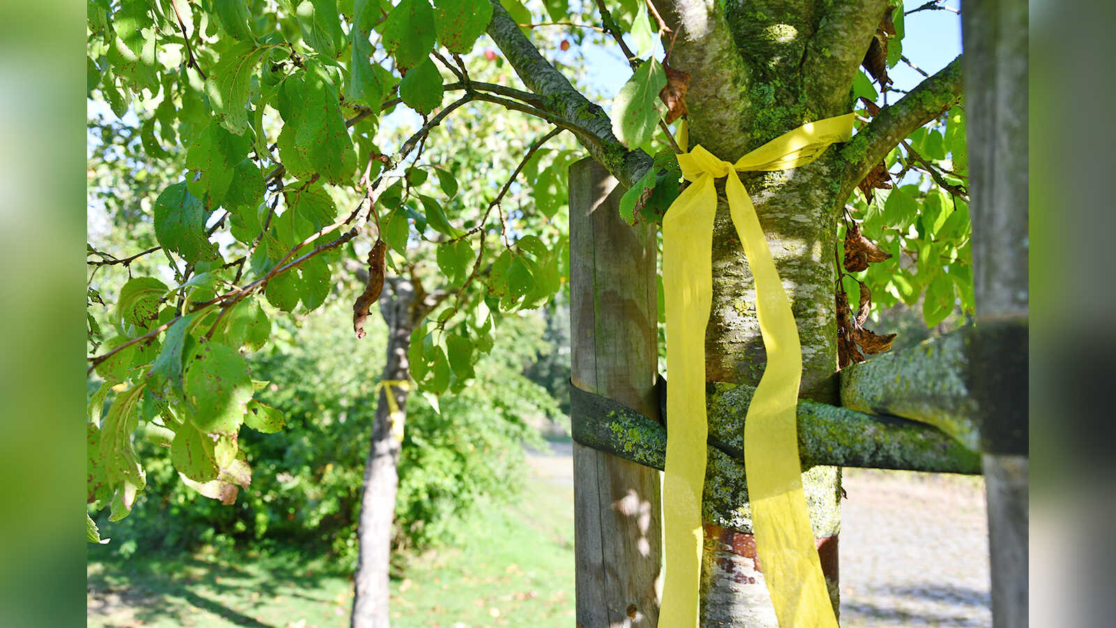 Gelbe Schleife an einem Obstbaum als Zeichen, dass gepflückt werden darf