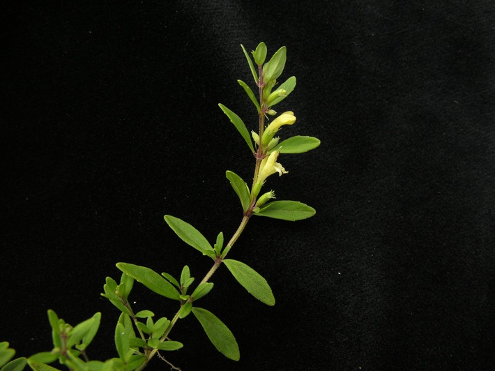 Nepal-Himalayaminze (Himalamintha nepalensis)