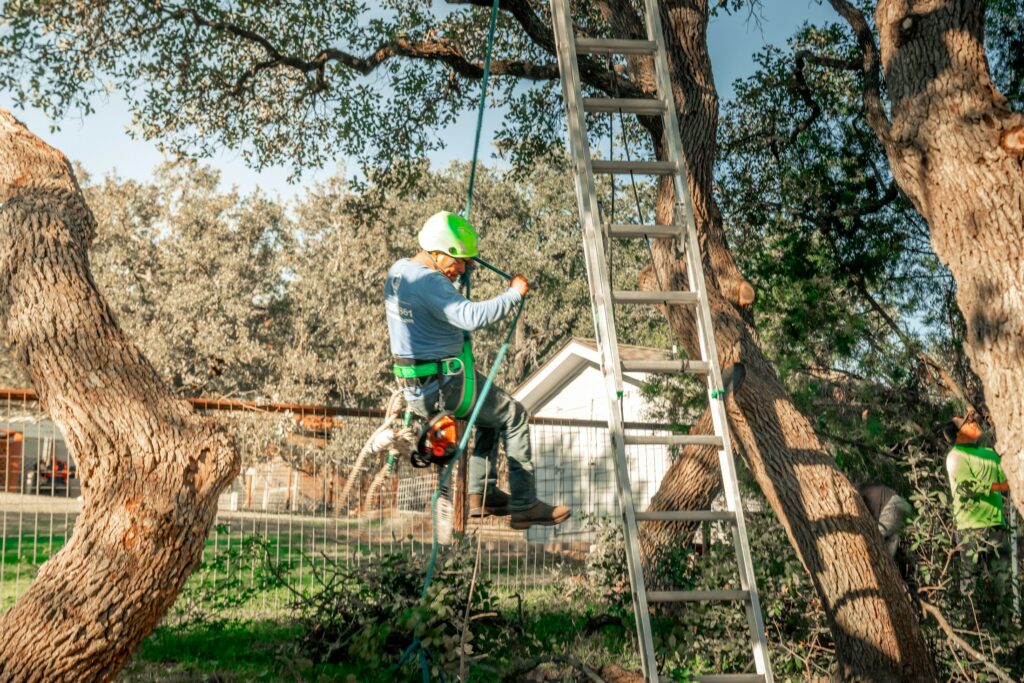 Baumpfleger mit Sicherungsausrüstung in einem Baum