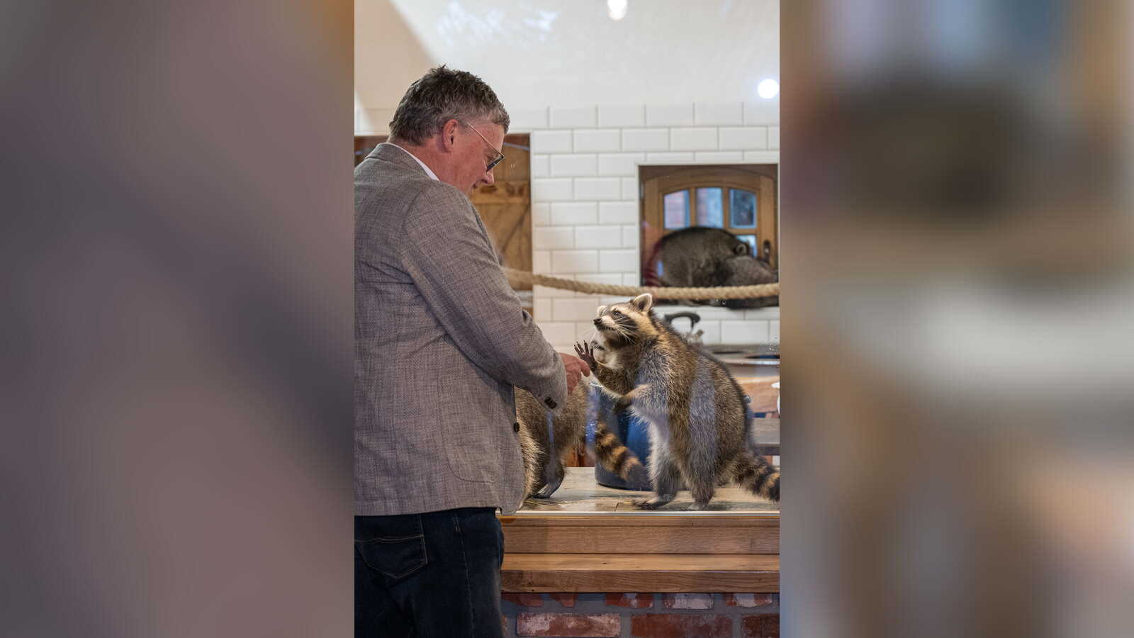 Nordhorns Bürgermeister Thomas Berling an der Waschbäranlage in der Tierscheune im Tierpark Nordhorn