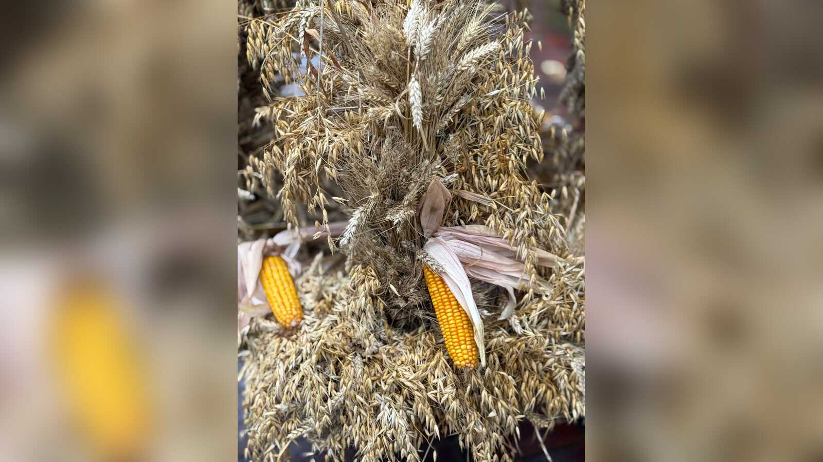 Kunstvoll gebundene Erntekrone aus Getreideähren und Bändern