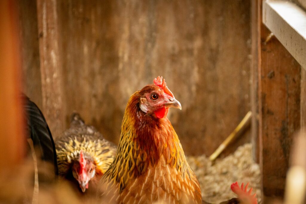 Huhn im Profil in einem Hühnerstall