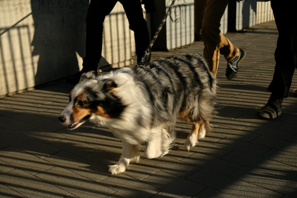 Ein Hund geht an der Leine neben Menschen über einen Gehweg