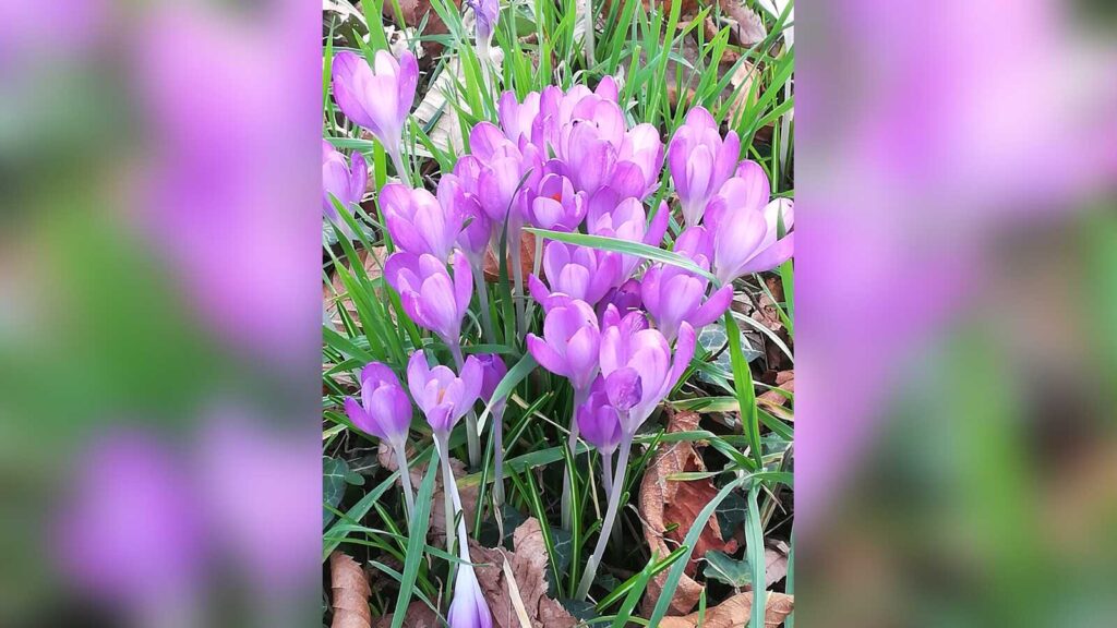Blühende lila Krokusse im Frühjahr