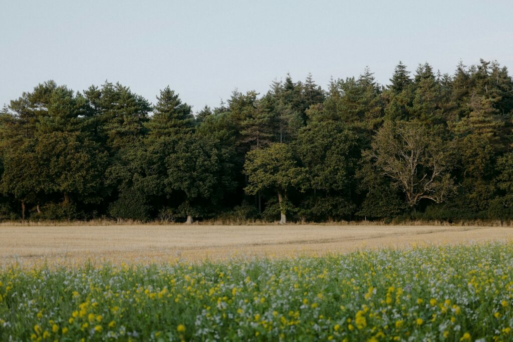 Naturnahe Wiese mit gelben Wildblumen im Vordergrund, dahinter eine Baumreihe