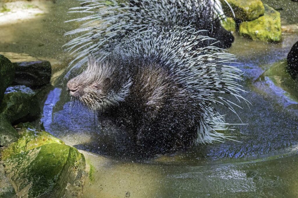 Weißschwanz-Stachelschwein Opa steht in einem flachen Wasserbecken und schüttelt sich, Wassertropfen spritzen von den Stacheln