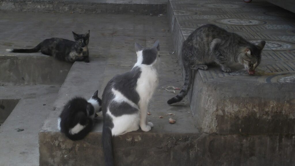 Drei freilebende Katzen auf Betonstufen, eine davon frisst