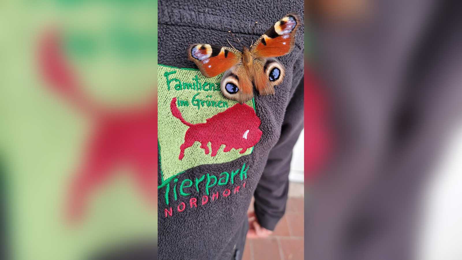 Ein Tagpfauenauge sitzt auf der Fleecejacke eines Mitarbeiters mit dem Logo des Tierparks Nordhorn