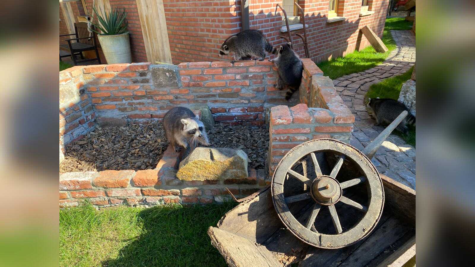 Waschbär erkundet die neue Außenanlage im Tierpark Nordhorn