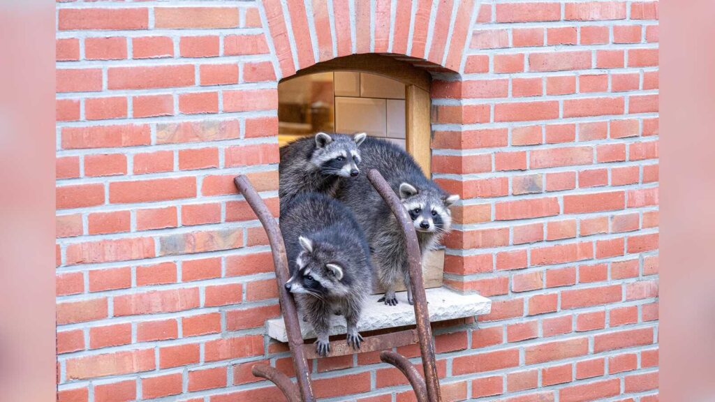 Zwei Waschbären in der neuen Anlage der Tierscheune Heckmann im Tierpark Nordhorn