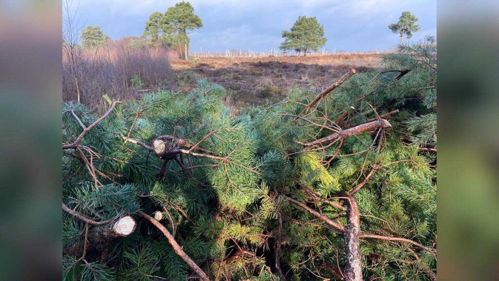 Junge Kiefern im Venner Moor bei Ostercappeln