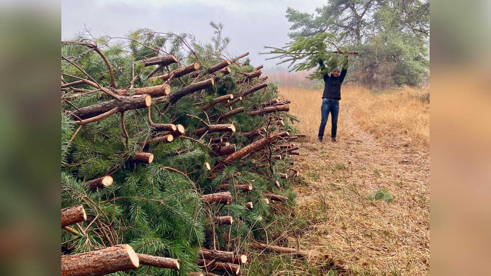 Ehrenamtliche ernten Kiefern im Venner Moor
