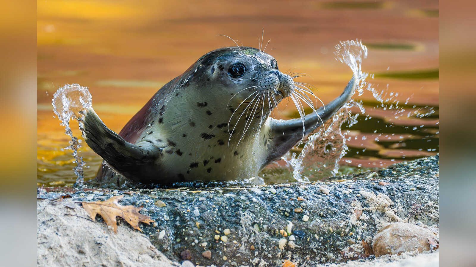 Seehunde im Becken des Tierparks Nordhorn