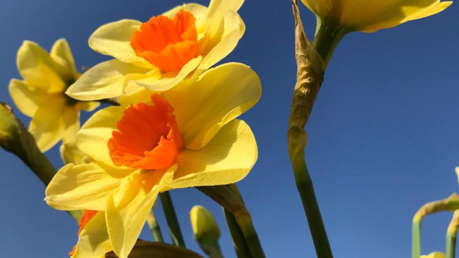 063_Frühlingszauber-c-Kreis Coesfeld Alexandra Domhöfer