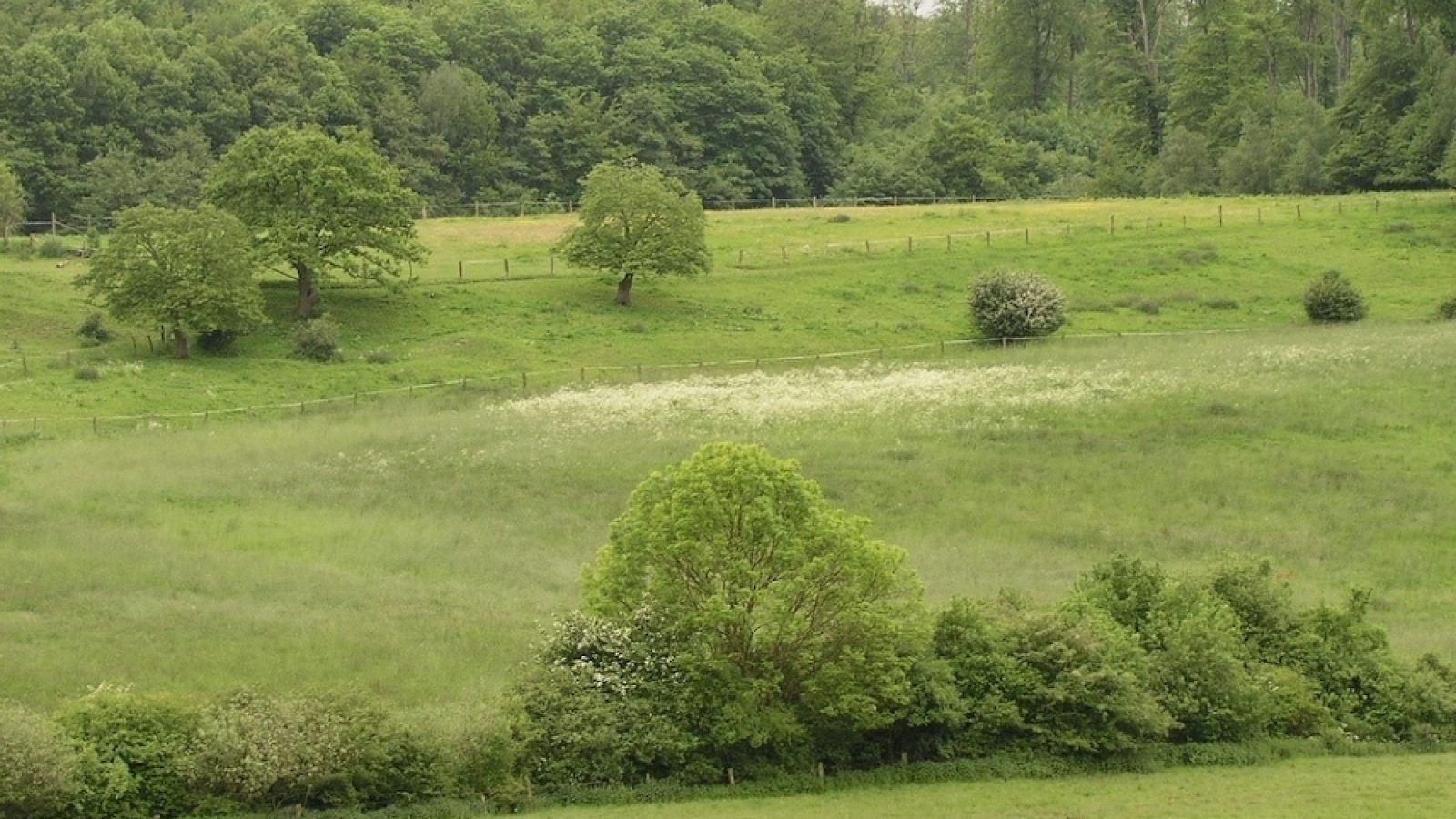 133_Heckenprogramm-c-Hermann Grömping
