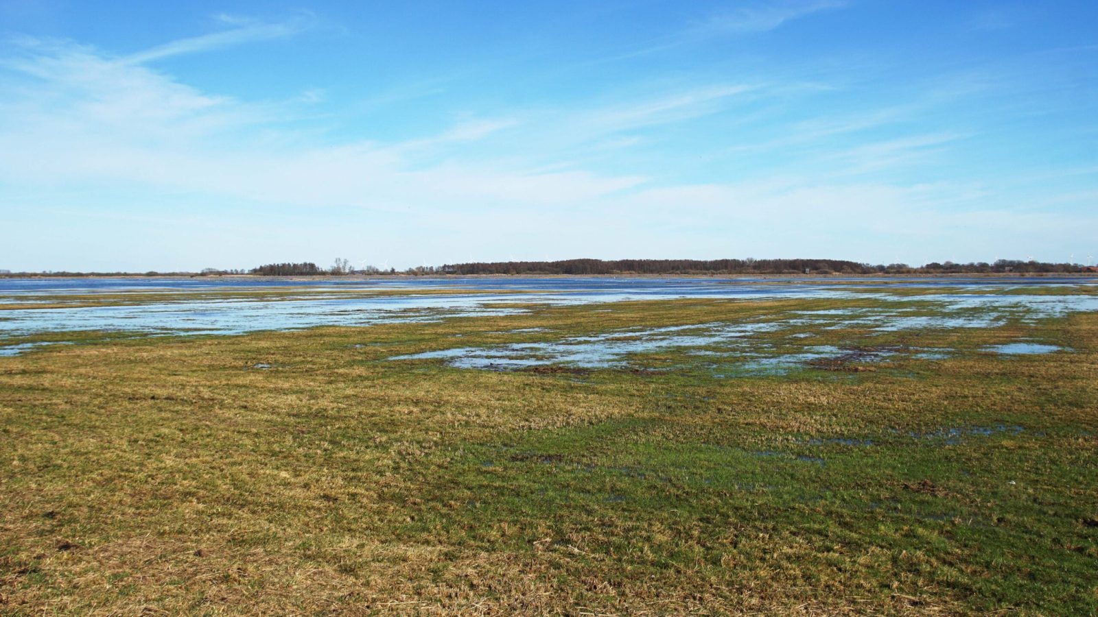 16_3_25000 Uferschnepfen nehmen Anlauf  die ersten landen schon in Niedersachsen_Bild3