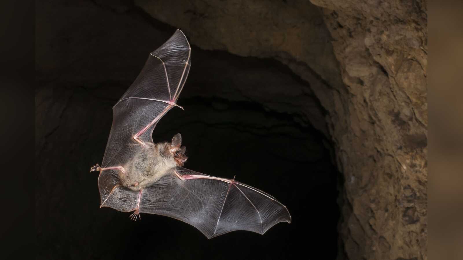 Fledermaus der Art Großes Mausohr