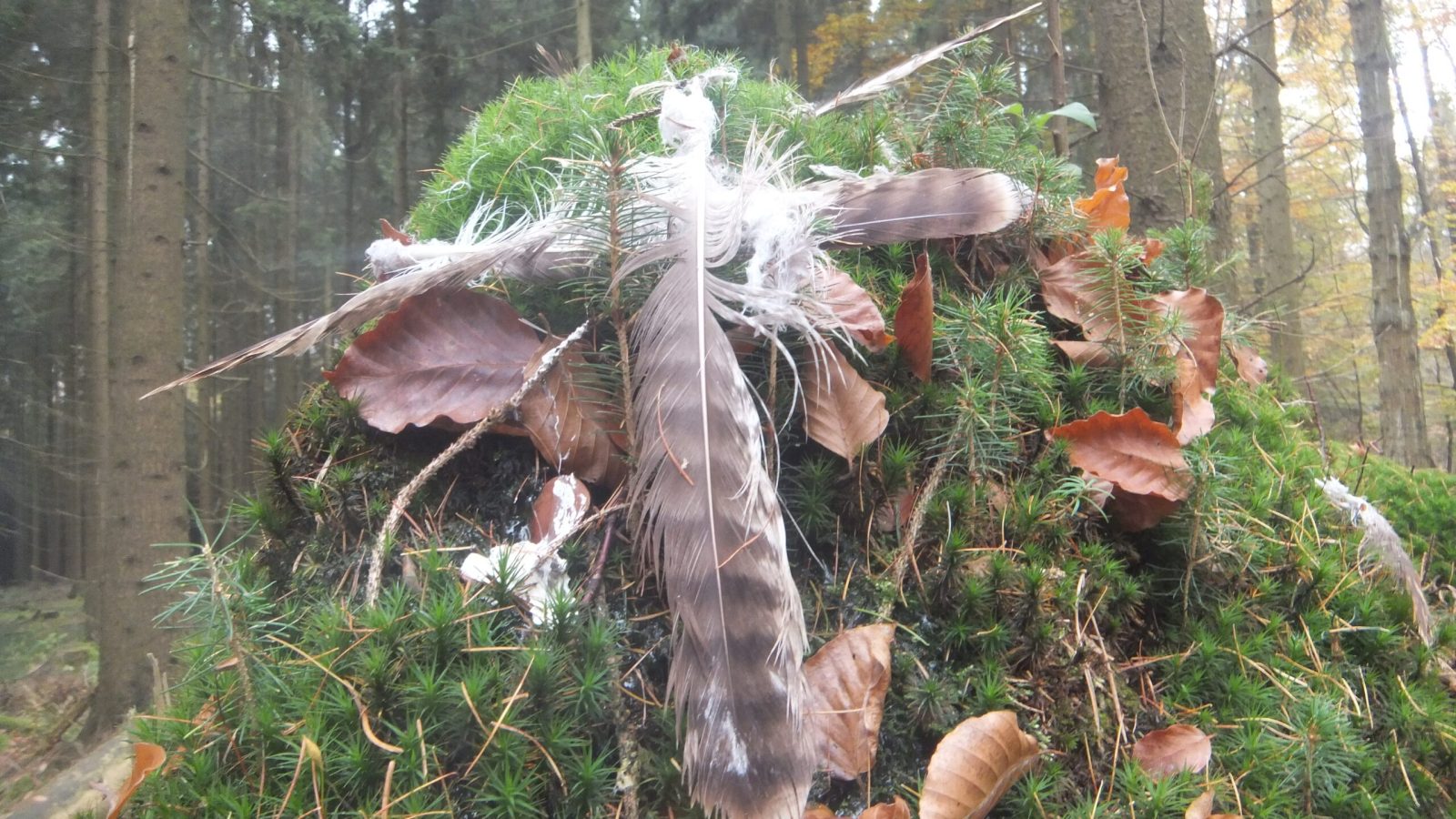 2021_Federn_Tierspuren_im_Wald_Schmidtendorf