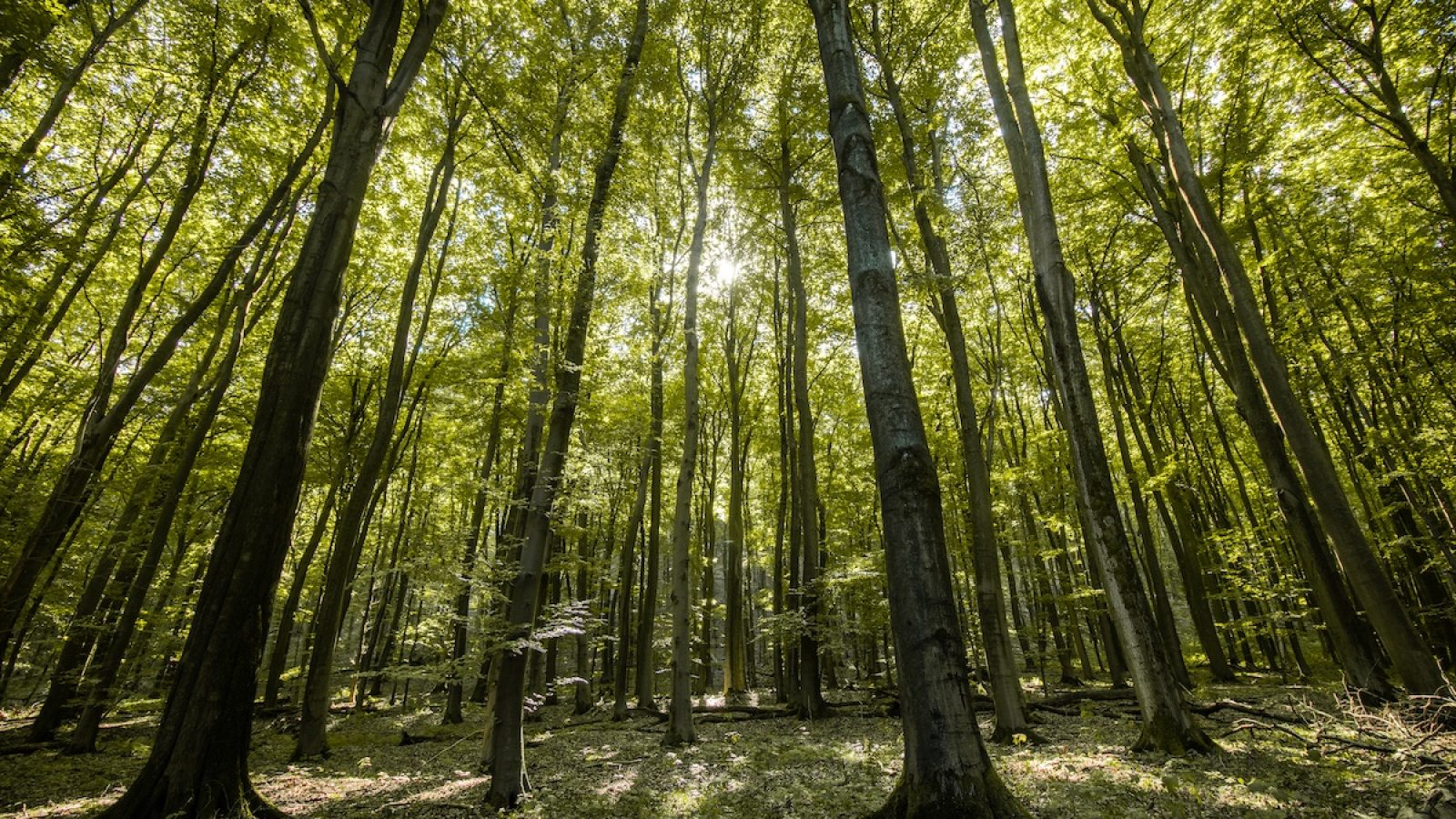 2022_Teutoburger_Wald_Über_das_geheime_Leben_der_Bäume