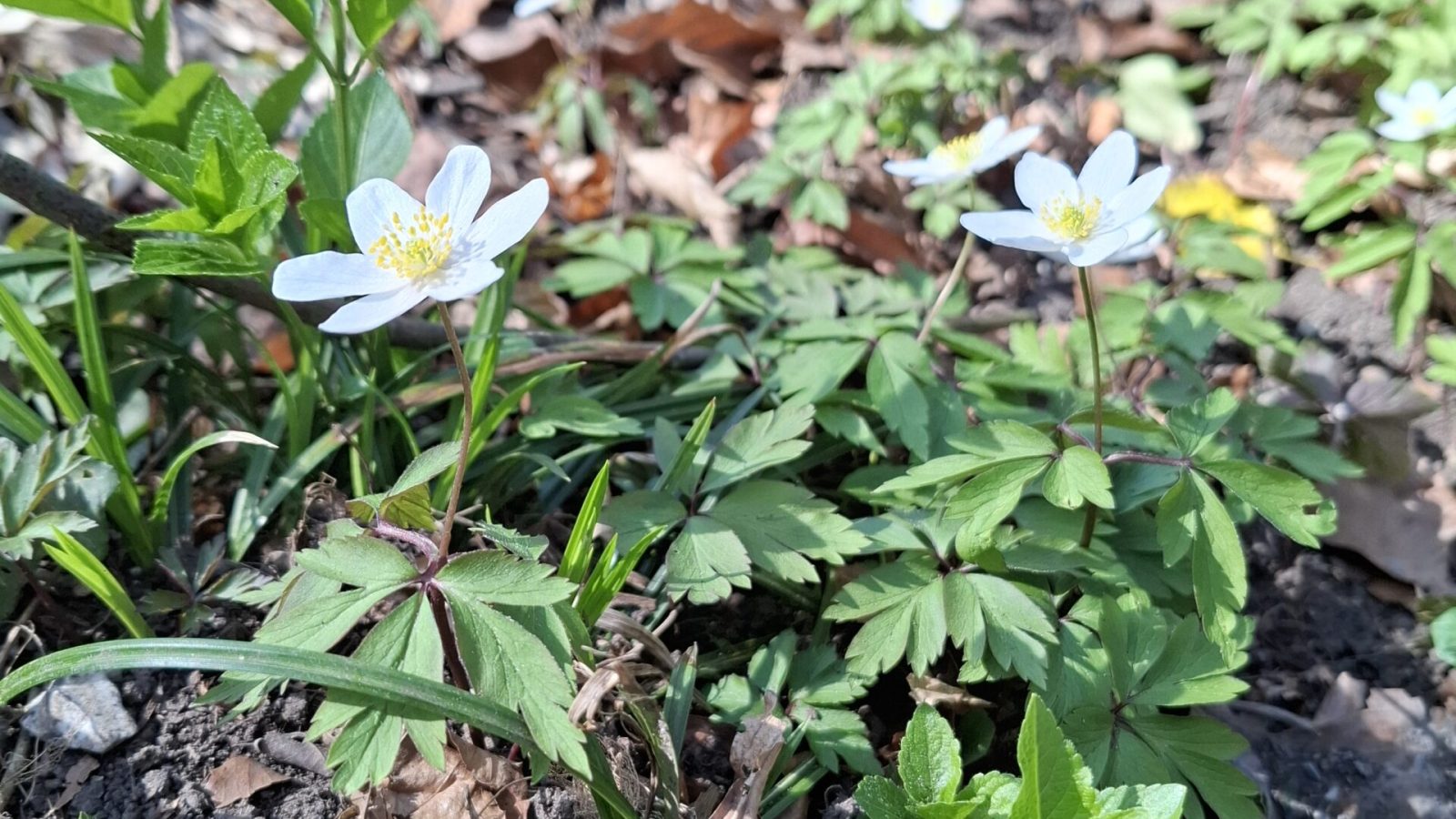 2025_Buschwindröschen
