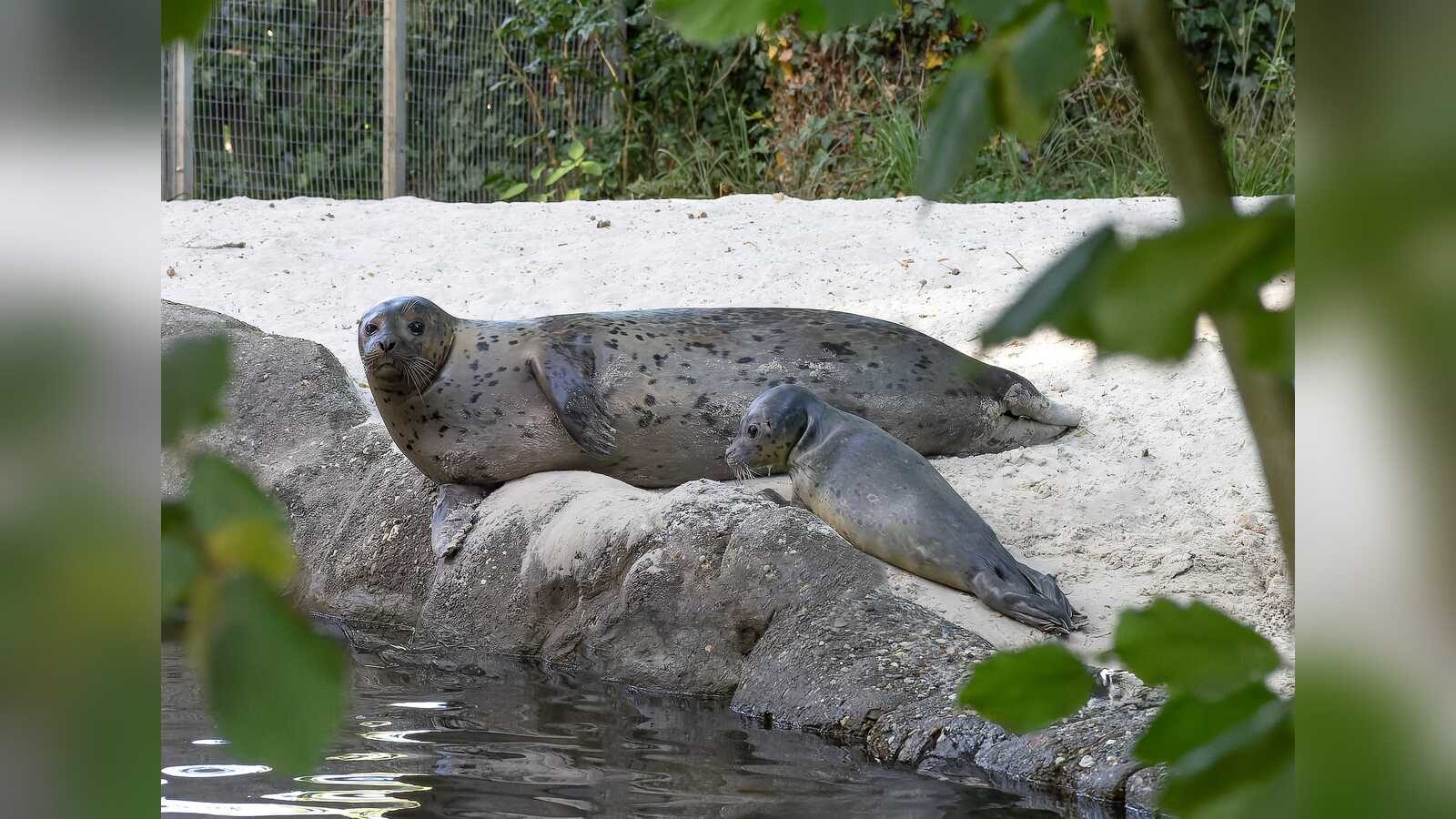 Seehund-Jungtier von Mutter Lotte im Tierpark Nordhorn