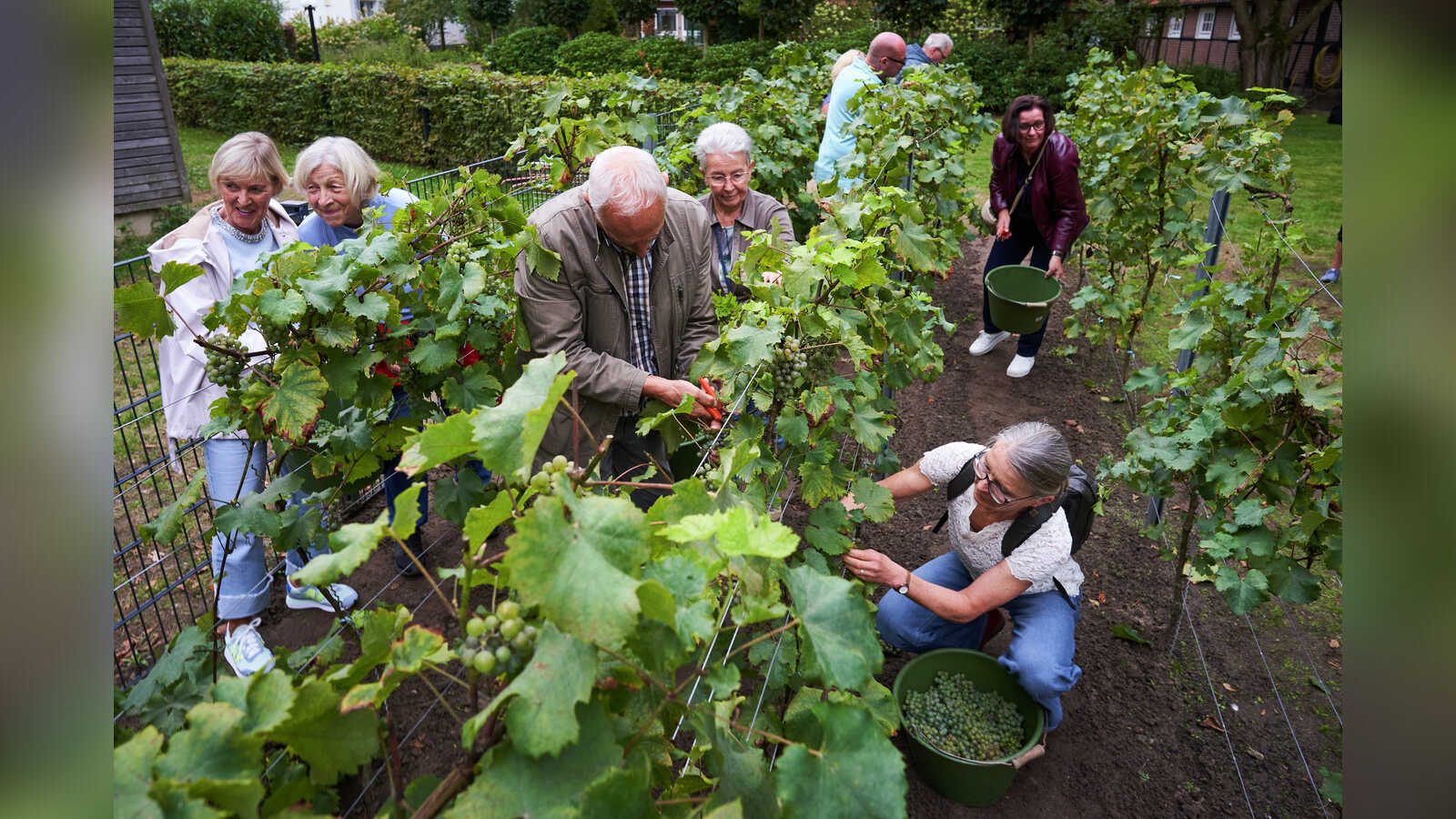 Mehr als 70 Helferinnen und Helfer ernten gemeinsam die Trauben im Weinberg des Ludwig-Windthorst-Hauses