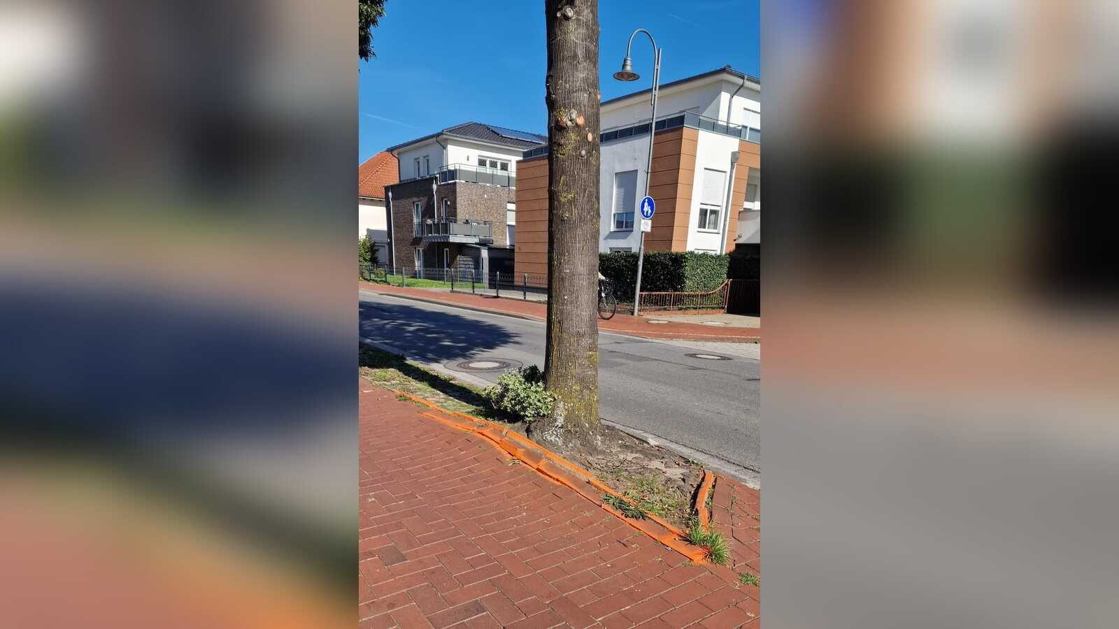 Gehweg an der Dammer Straße in Holdorf, Pflastersteine mit orangefarbenen Markierungen, wo Baumwurzeln das Pflaster anheben