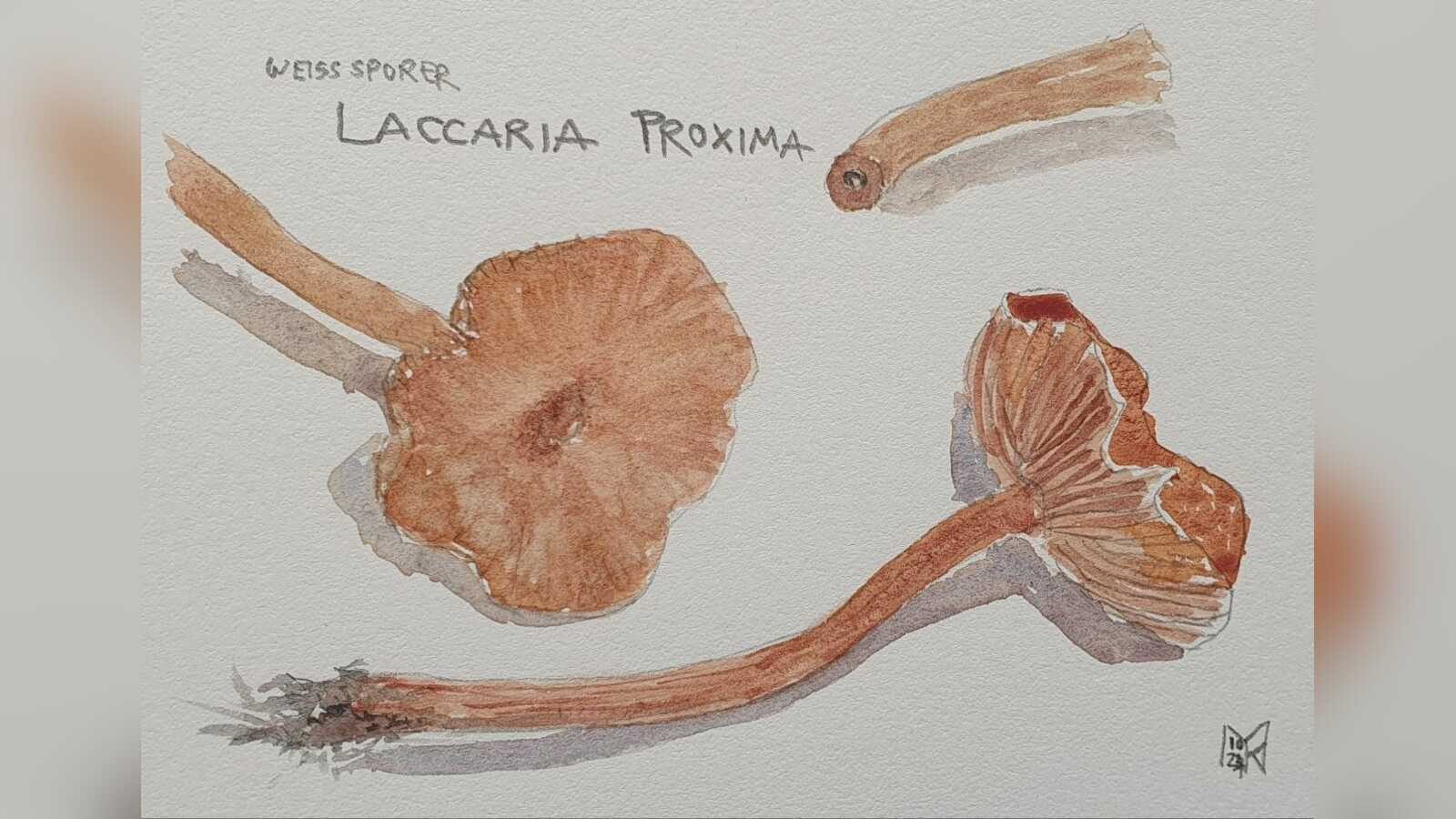 Aquarell-Stillleben mit Pilzmotiven