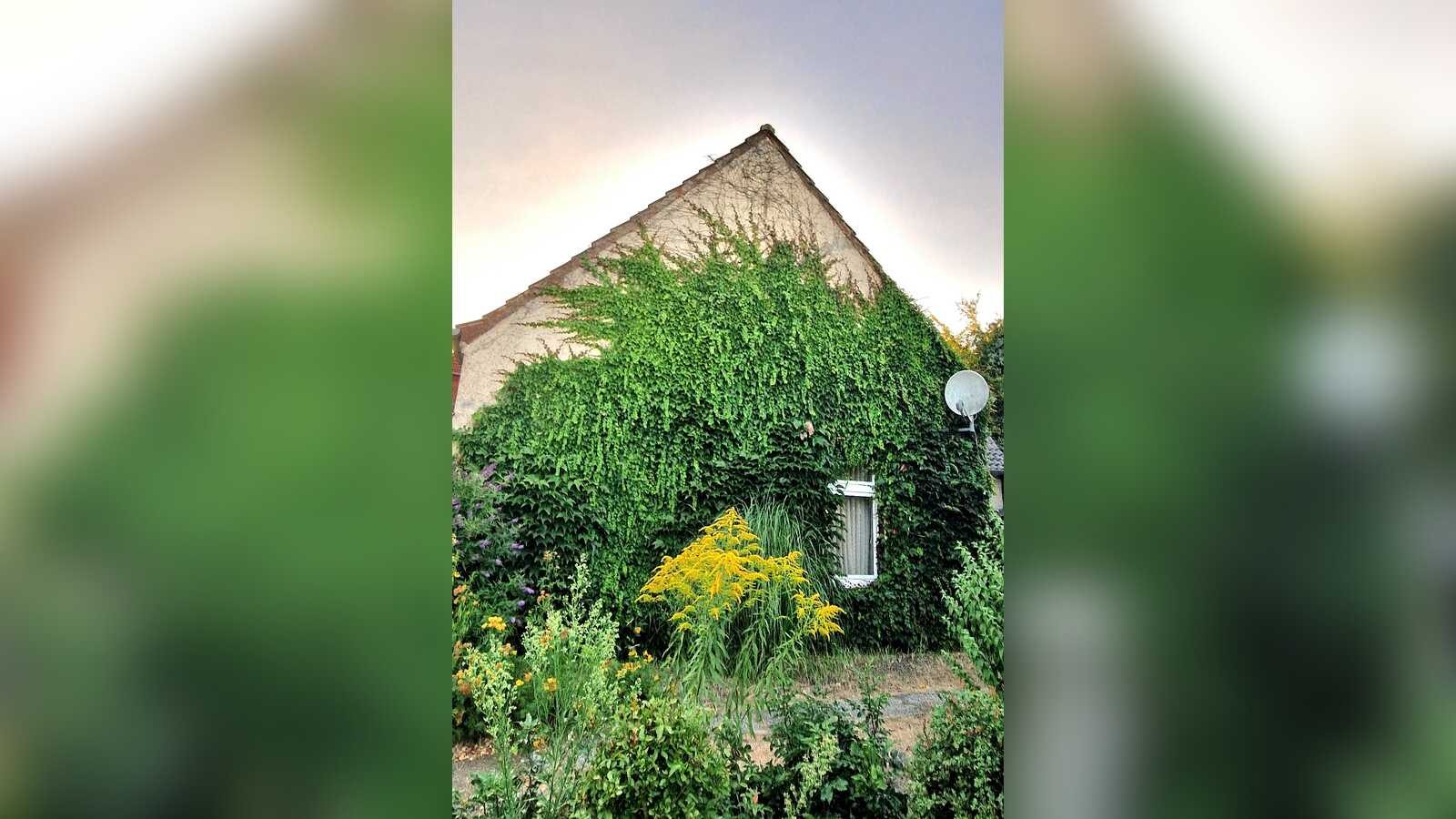 Begrünte Hausfassade als Schutz vor sommerlicher Hitze