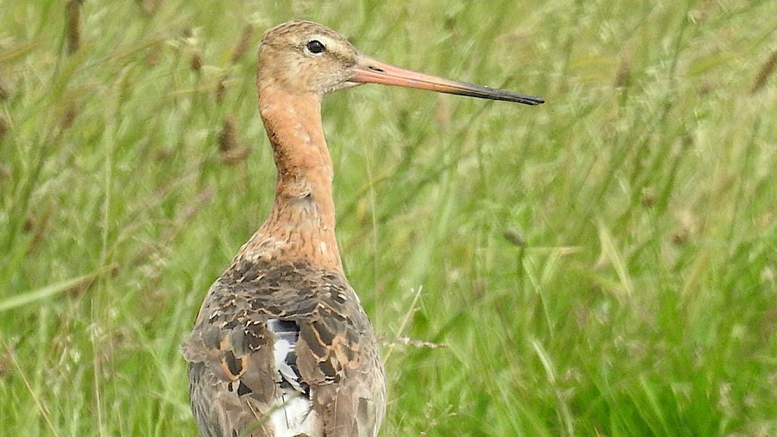 27_Uferschnepfe Werner ist zurück_Bild1_NLWKN