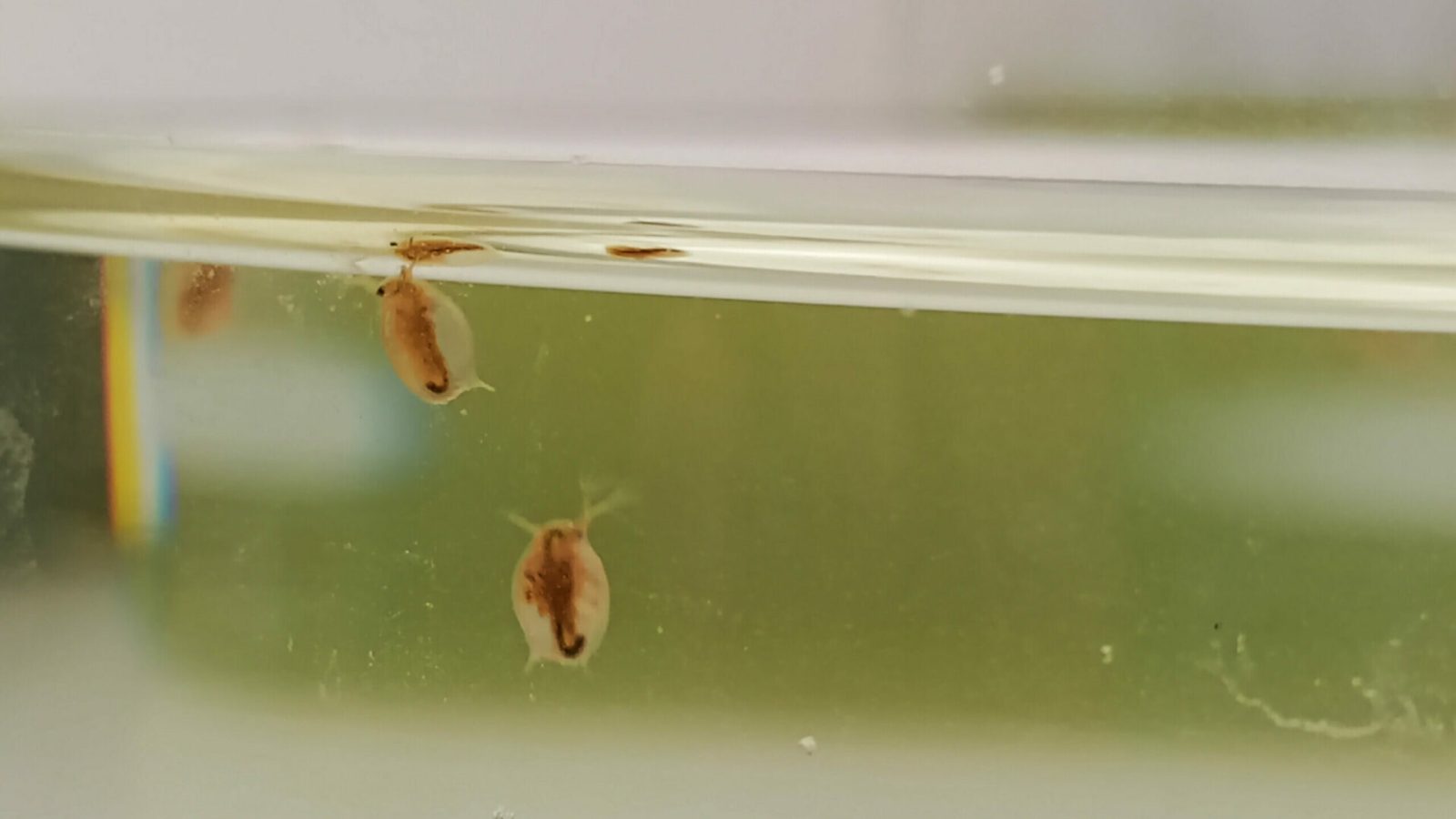 Zwei Daphnien, eine Gattung von Krebstieren, in einer Testlösung in der Ökotoxikologie im Labor in Hildesheim. Beim sogenannten „Daphientest“ wird geschaut, wie die Tierchen auf Proben reagieren, was etwas über die Schadstoffmenge des Mediums aussagt, in dem sie sich befinden. (Foto: Lisa Neumann/NLWKN)