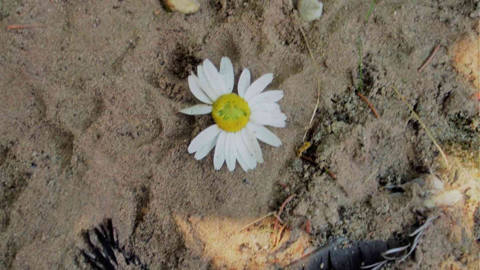 48 Töpfern in und mit der Natur unter freiem Himmel