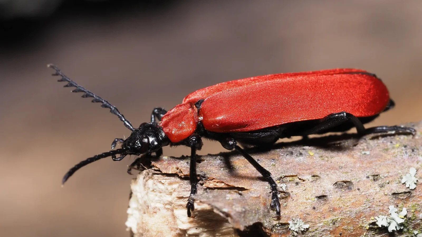 Der Scharlachrote Feuerkäfer (Pyrochroa coccinea) ist auf Totholz im Wald angewiesen, da sich die räuberischen Larven unter loser Rinde von anderen Insekten wie beispielsweise Borkenkäferlarven ernähren. (Bildrechte: Jakob Fahr)