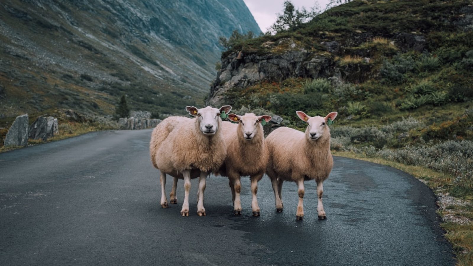 Drei Schafe stehen auf einer Straße in einer bergigen Landschaft mit grünen Wiesen im Hintergrund.