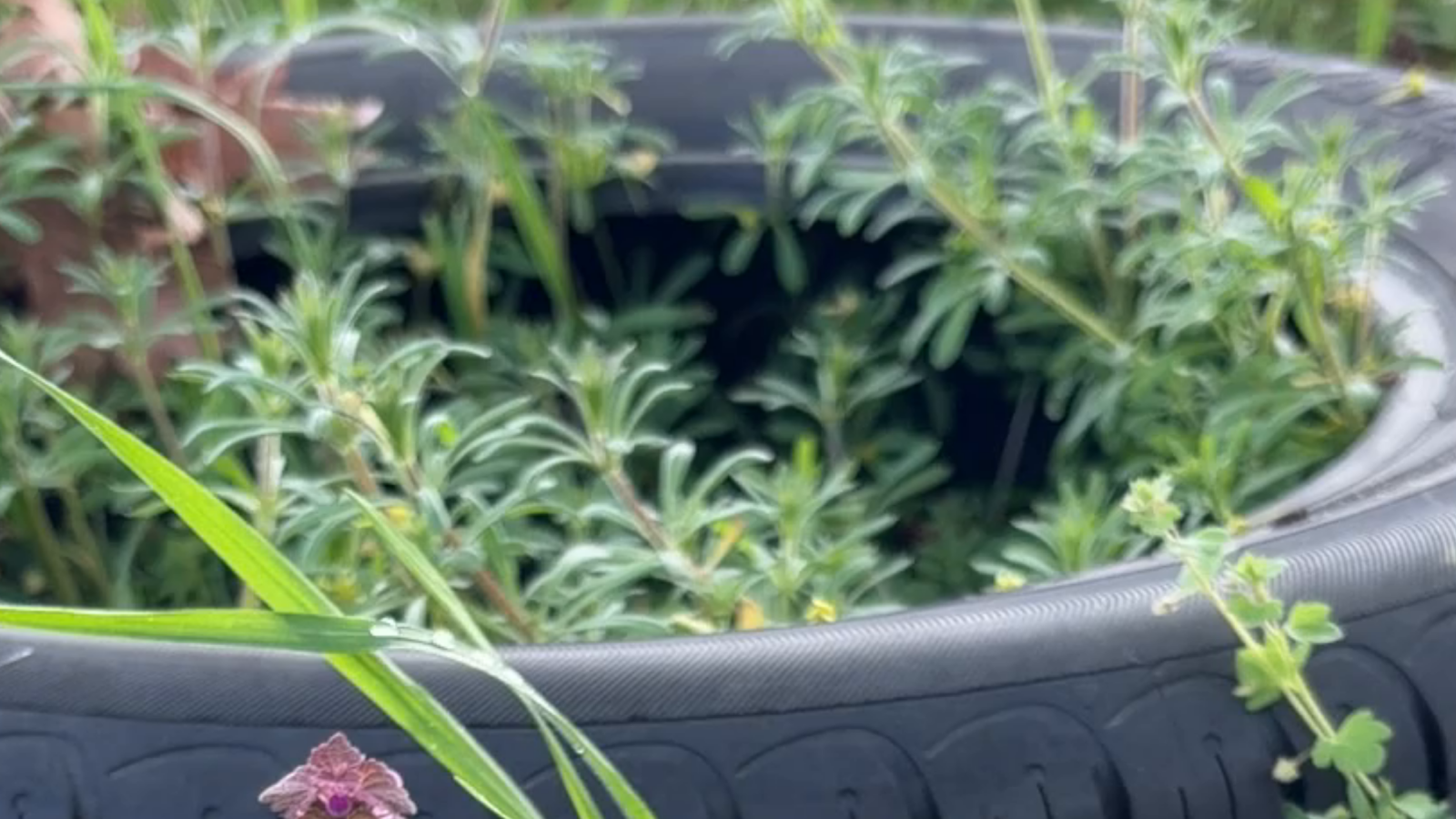 AWIGO_Pressemitteilung_Wilder Müll