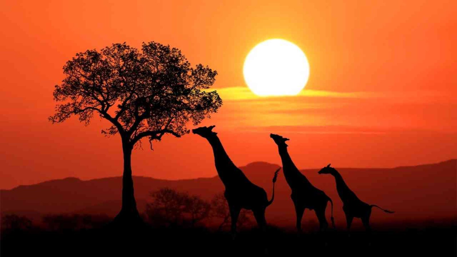 Afrika