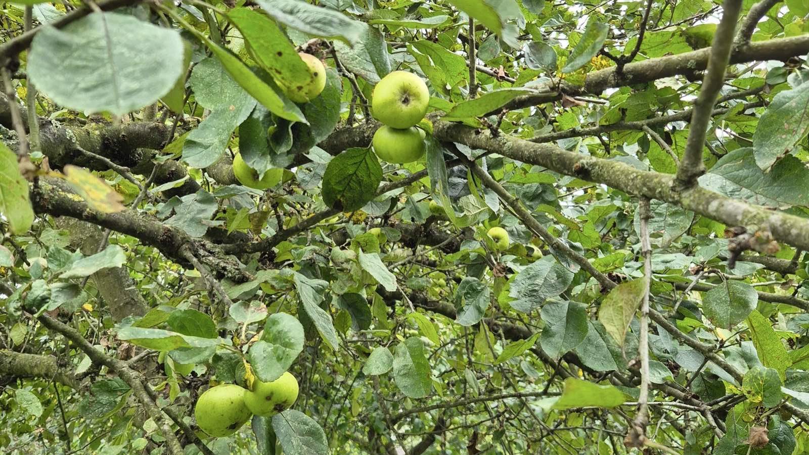 Apfelbaum, Symbolbild zur Klima-Baum-Aktion der Stadt Nordhorn
