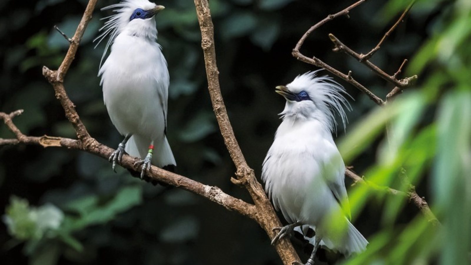 In modernen Zoos werden Balistare durch Erhaltungszuchtprogramme erhalten - doch ein Virusausbruch könnte diese fragilen Populationen gefährden. / Weiterer Text über ots und www.presseportal.de/nr/129318 / Die Verwendung dieses Bildes für redaktionelle Zwecke ist unter Beachtung aller mitgeteilten Nutzungsbedingungen zulässig und dann auch honorarfrei. Veröffentlichung ausschließlich mit Bildrechte-Hinweis.