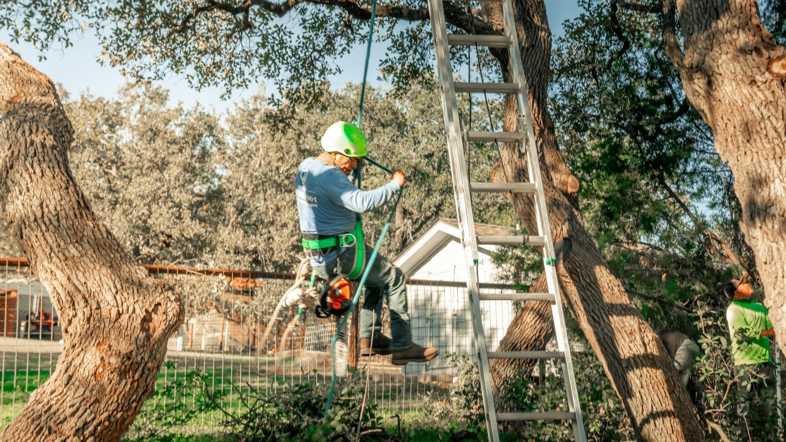 Baumpfleger mit Sicherungsausrüstung in einem Baum