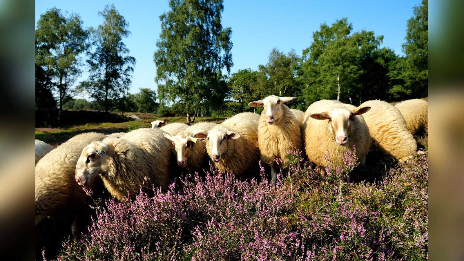 Bentheimer Landschafe zwischen blühender Heide im Naturschutzgebiet Tillenberge