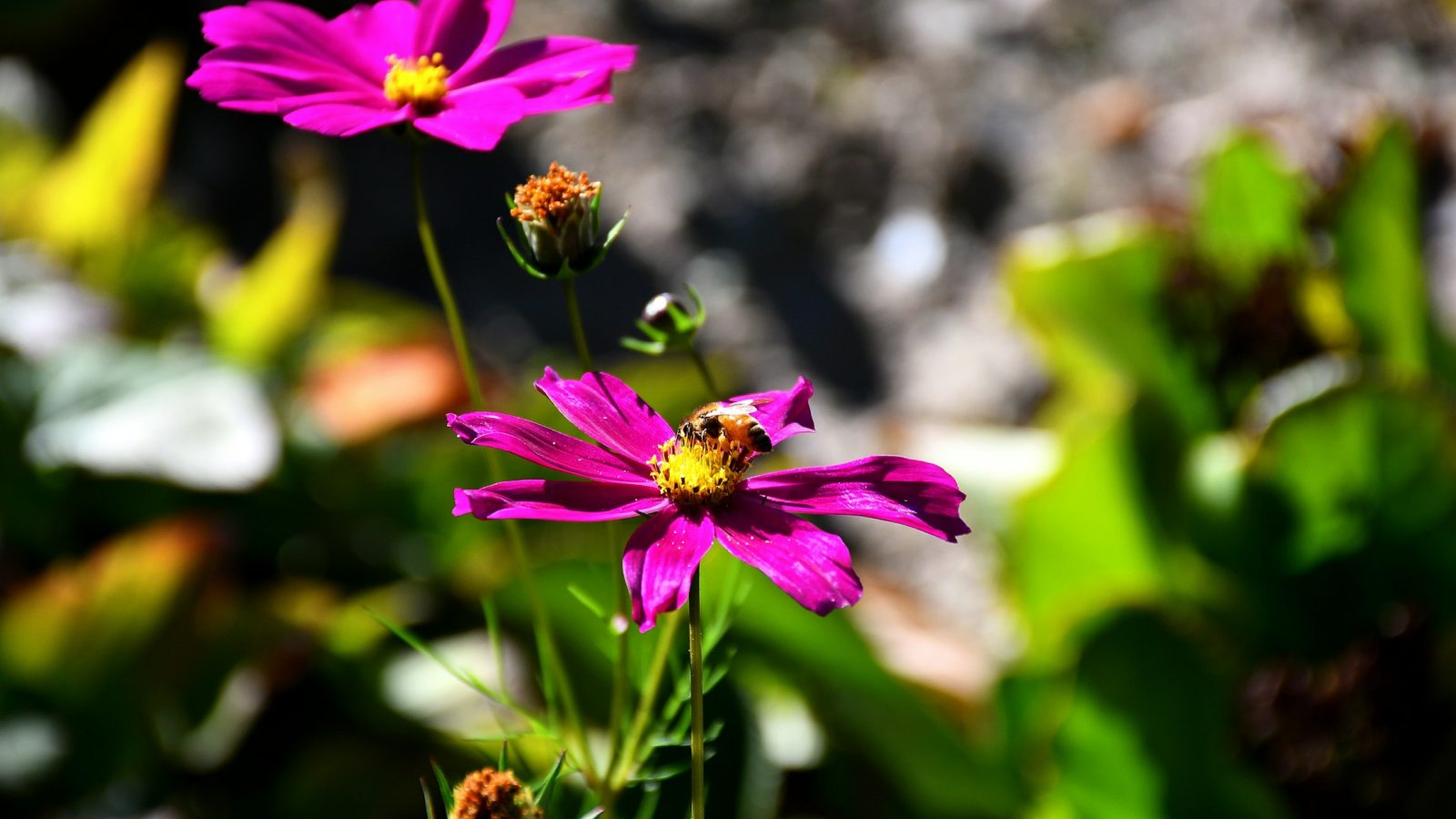 Biene sammelt Nektar auf einer rosa Blüte
