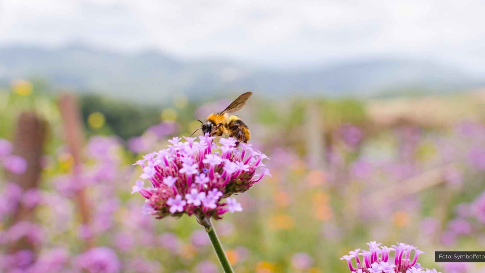 Bienen