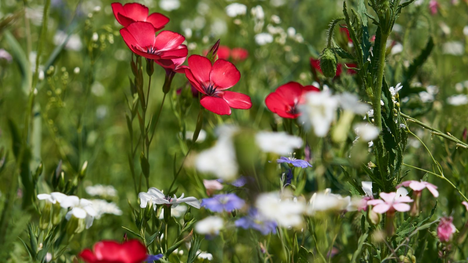 Bunt blühende Wildblumenwiese im Sommer