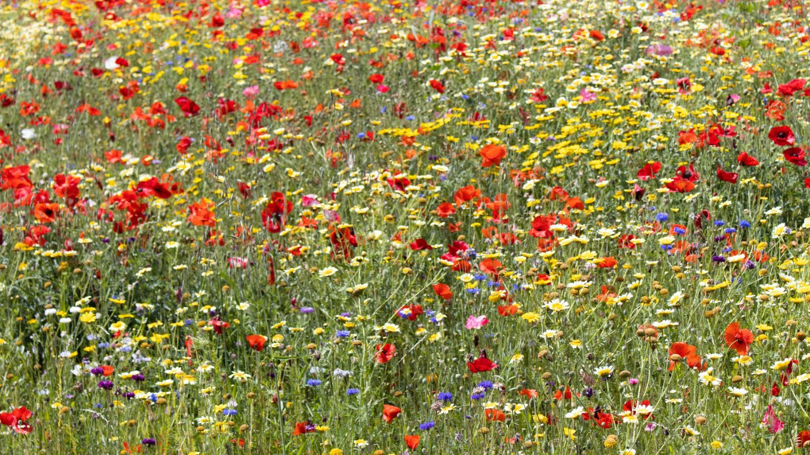 Sommerliches Feld mit blühenden Wildblumen