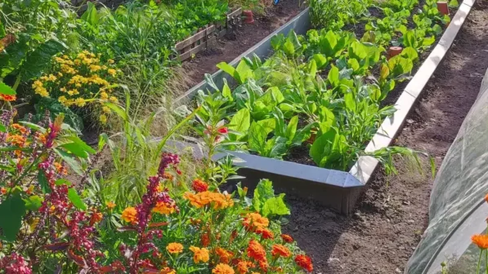 Das Freizeitgartenbau-Programm der Landwirtschaftskammer Niedersachsen für 2025 ist fertig. Hobbygärtner/innen können zum Beispiel im Bäuerlichen Nutzgarten der Niedersächsischen Gartenakademie lernen, Gemüse im eigenen Garten anzubauen. Nadja Krause