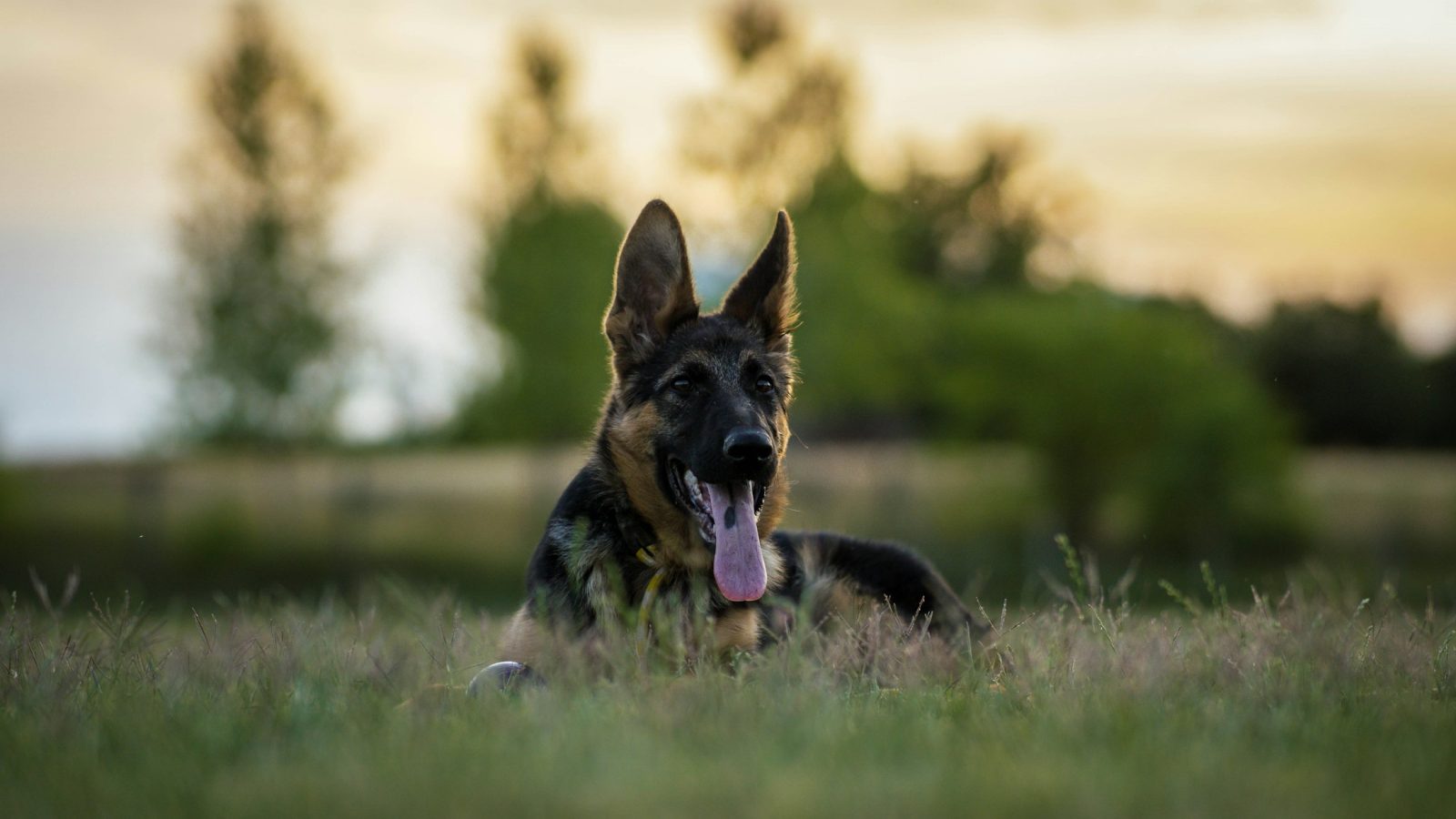 Deutscher Schäferhund auf einer Wiese