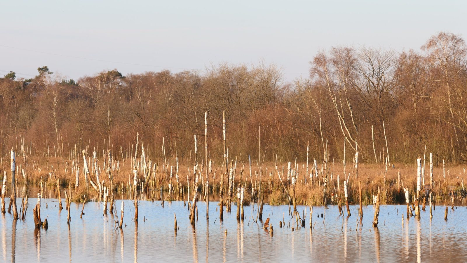 Stehende Baumstümpfe im Wasser eines ruhigen Gewässers mit reflektierenden Oberflächen.