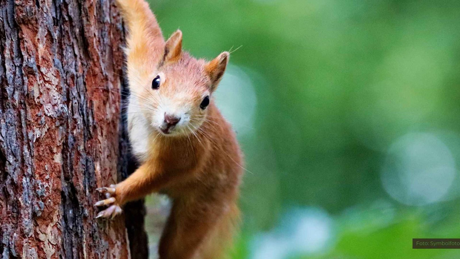 Eichhörnchen